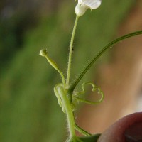 Zehneria thwaitesii (Schweinf.) C.Jeffrey